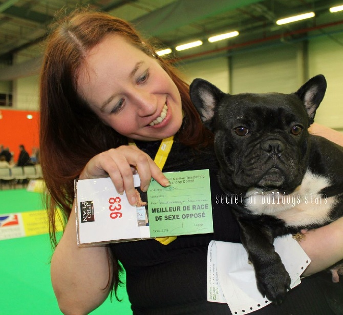 Secret of Bulldogs Stars  - Miss hortense brille sur le ring de vesoul 