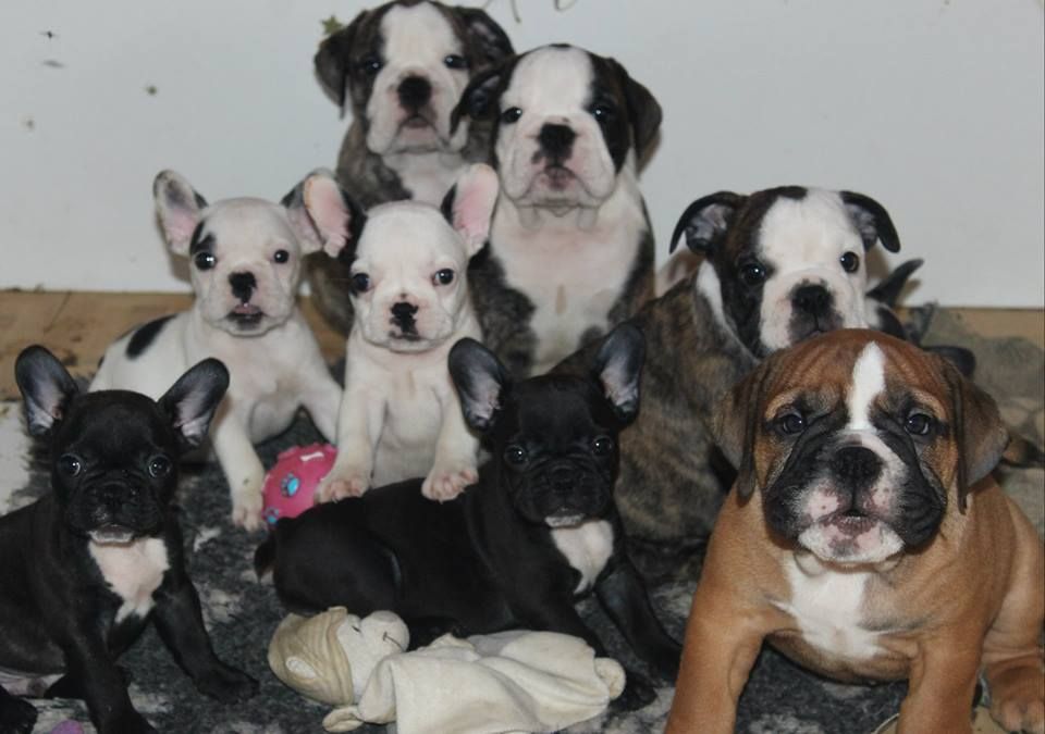 Secret of Bulldogs Stars  - Reste un chiot Bouledogue francais disponible