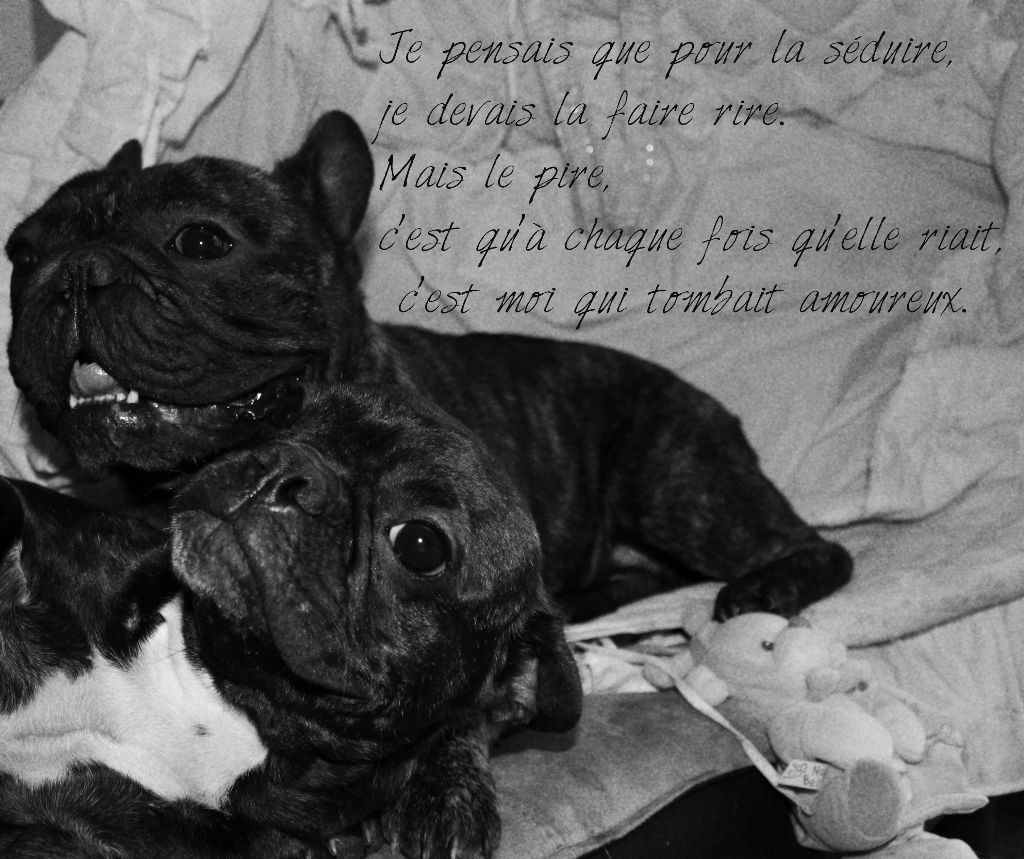 Secret of Bulldogs Stars  - Mariage confirmé- Naissance pour septembre 2017