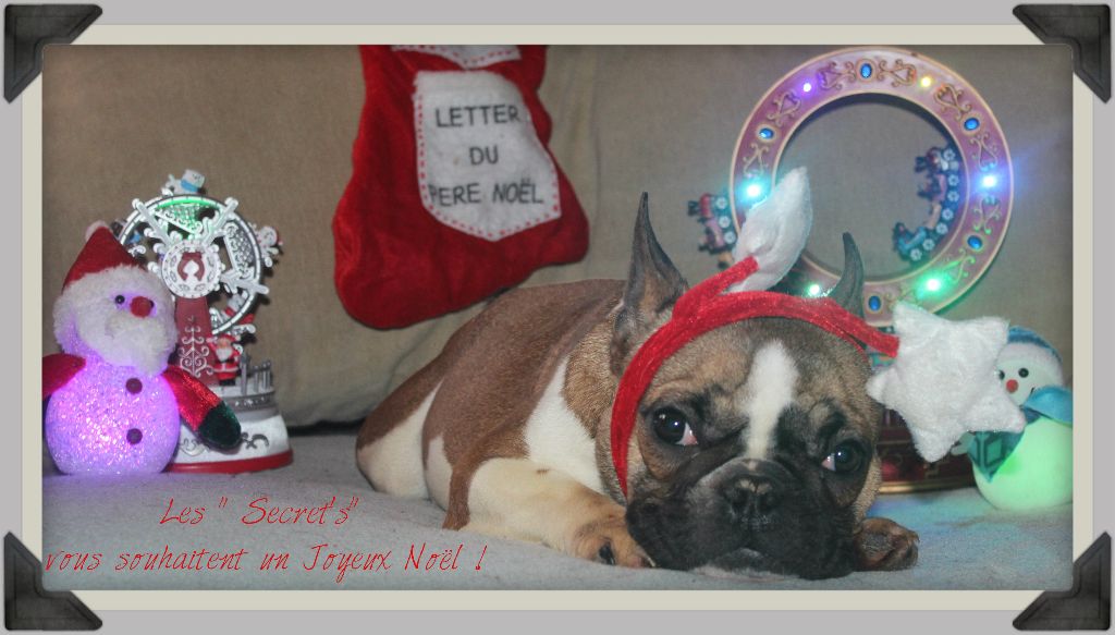 Secret of Bulldogs Stars  - joyeux noel 