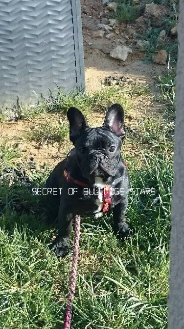 Secret of Bulldogs Stars  - UN AN DEJA