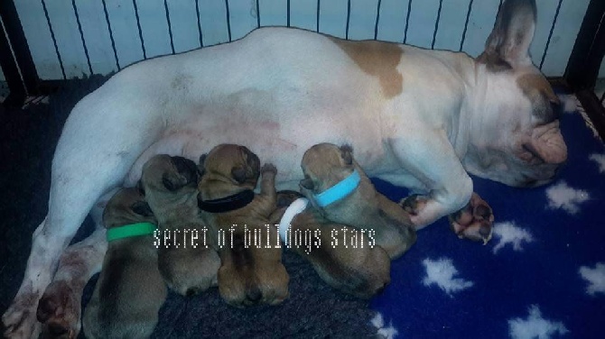 Secret of Bulldogs Stars  - les bébés secret of bulldogs stars ont vu le jour 