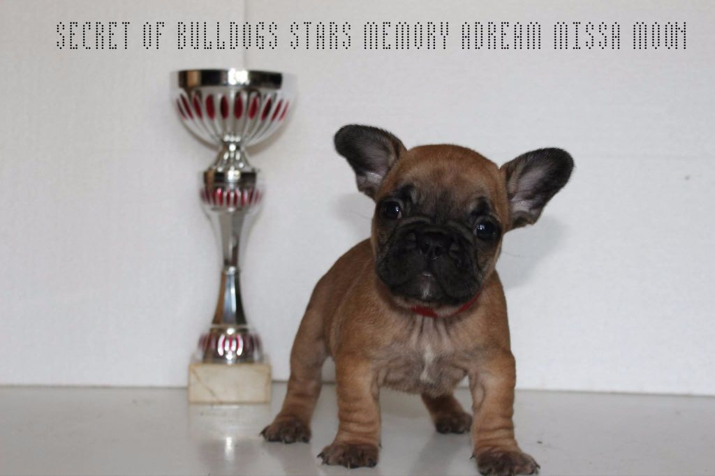 Memory adream missa moon Secret of Bulldogs Stars