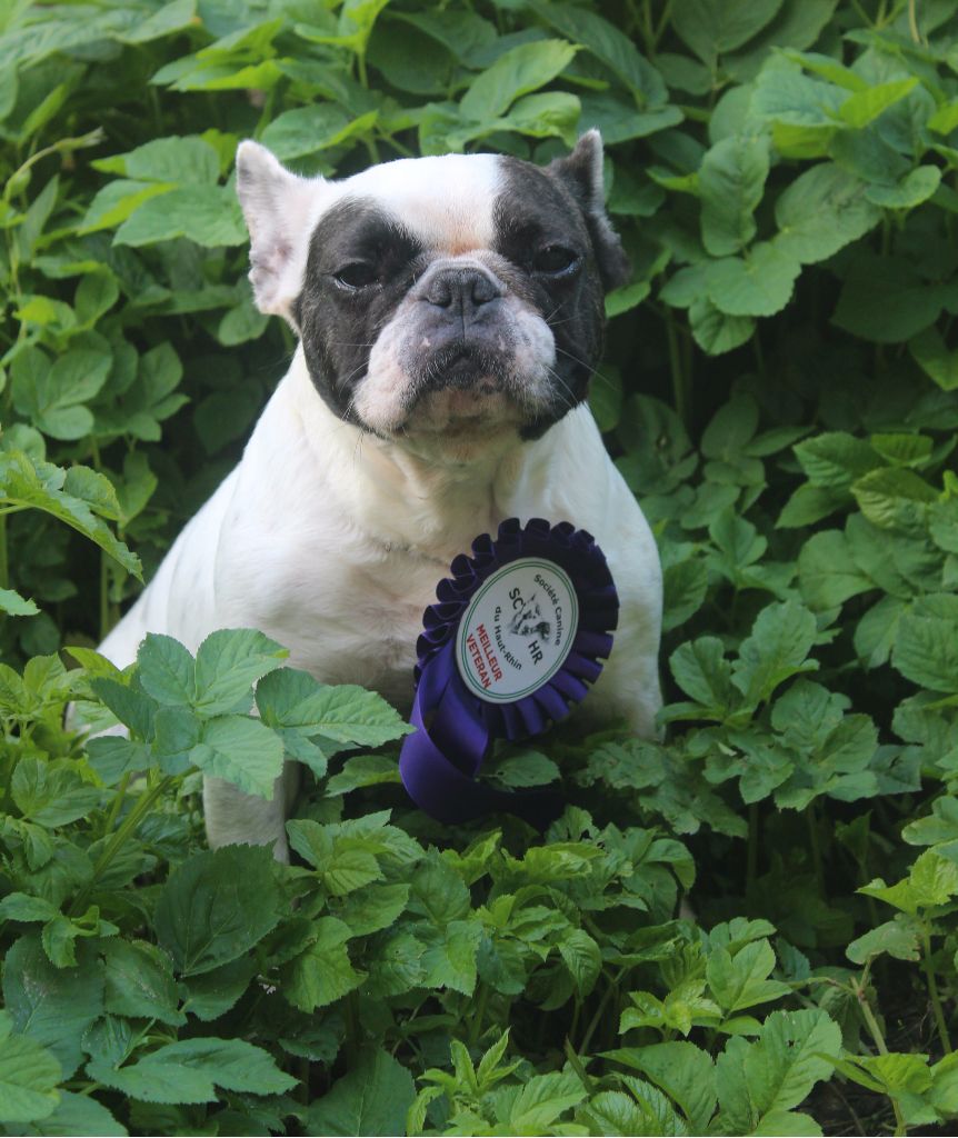 Eden de l'Etoile du Centaure