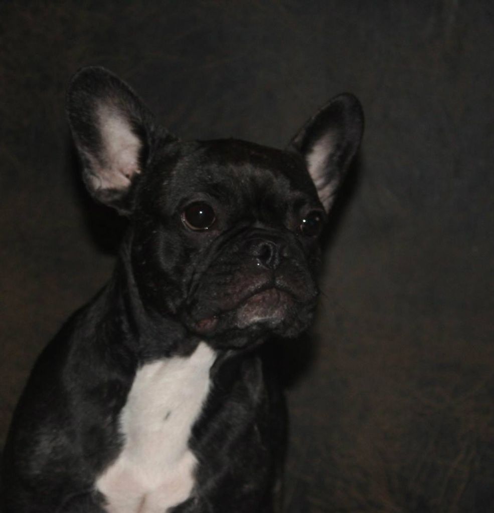 Secret of Bulldogs Stars Legend kassandra malediction