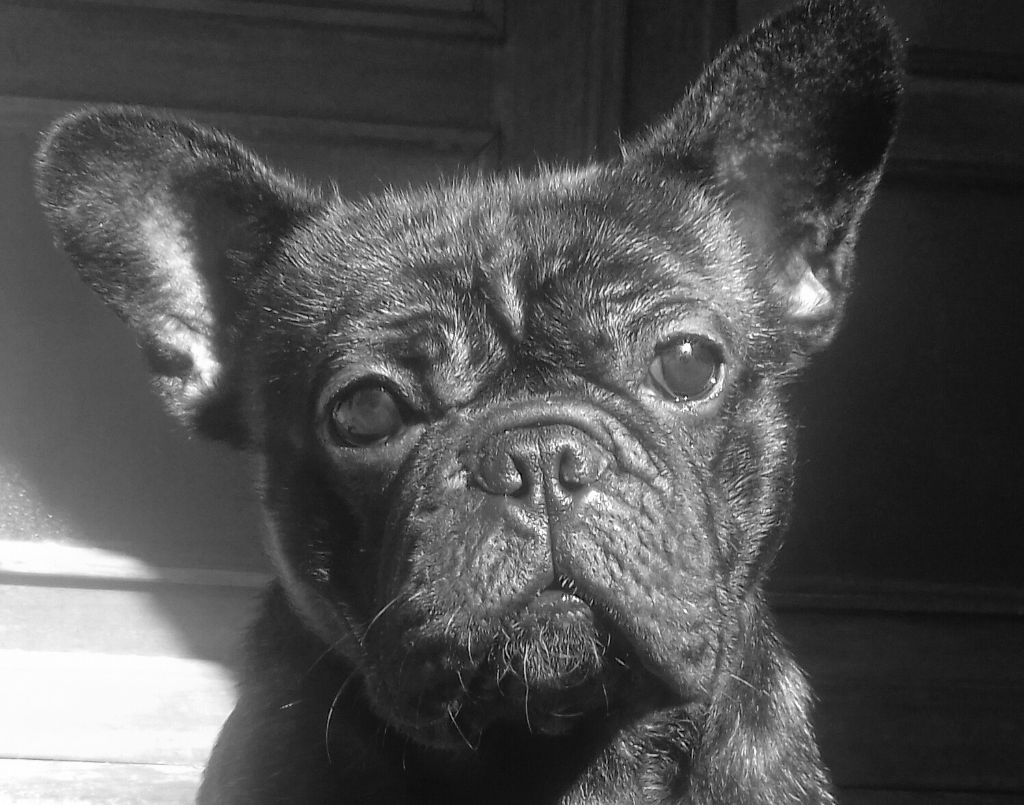Secret of Bulldogs Stars M'a libertedepenser