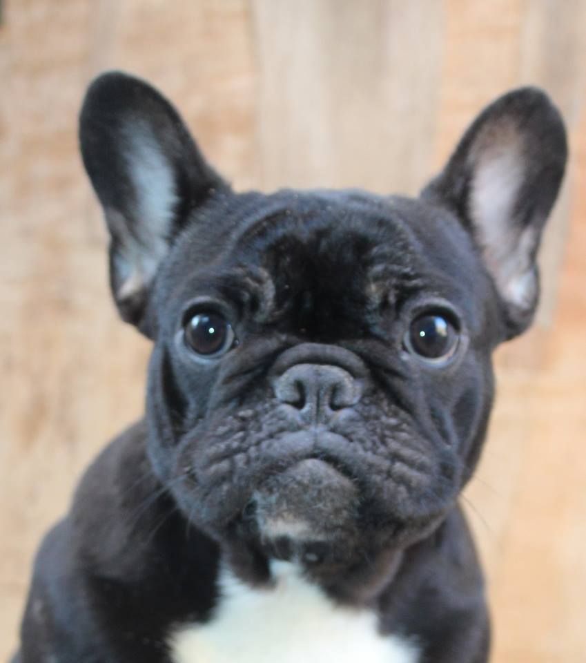 Secret of Bulldogs Stars Ohanah