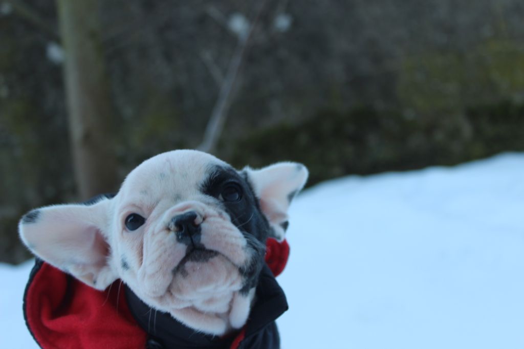 Secret of Bulldogs Stars Odysée of time